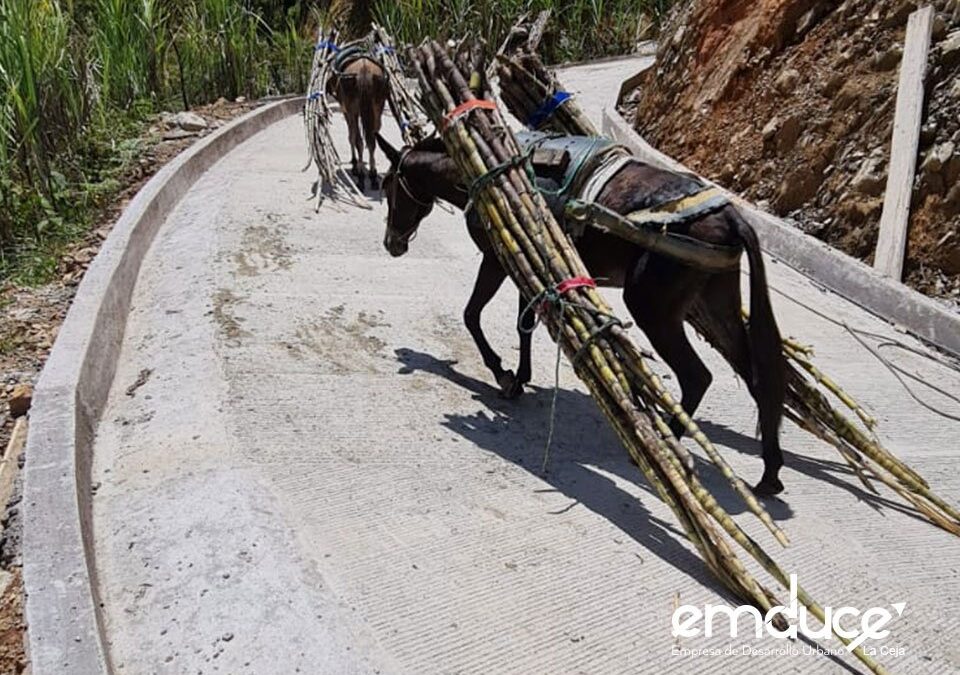 Imagen de mulares utilizando el proyecto Placa huella del municipio de Nariño - Antioquia